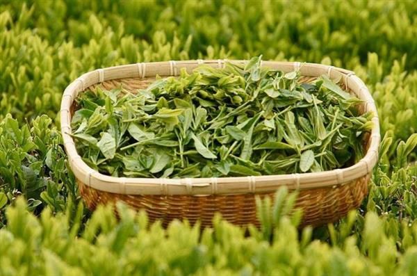 想做評茶師？那你應(yīng)該來石家莊聞達(dá)職業(yè)技能培訓(xùn)學(xué)校學(xué)學(xué)了