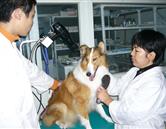濟南現代畜牧獸醫專修學校