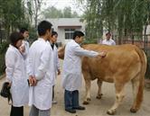 濟南現代畜牧獸醫專修學校